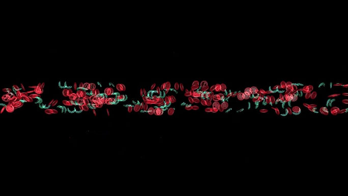 Blood Flow